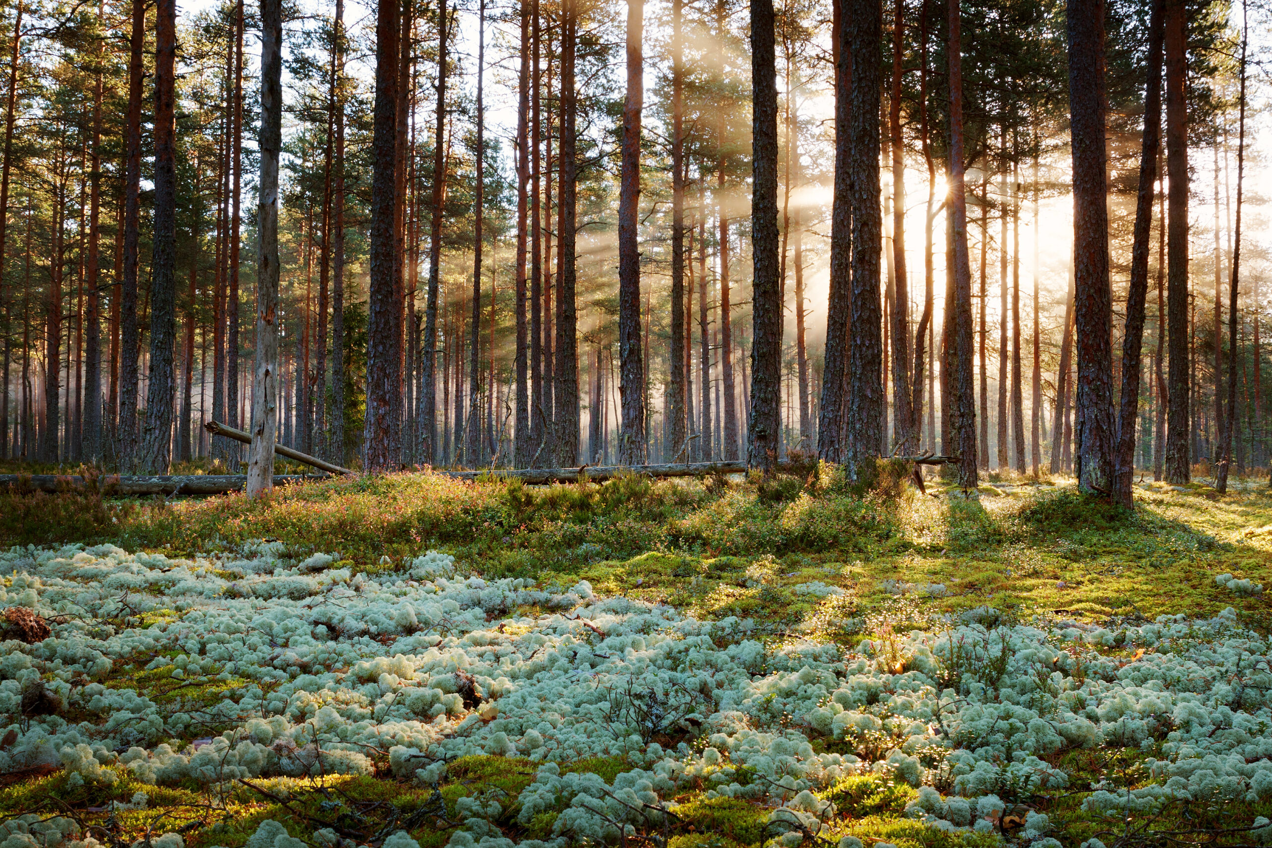 Coniferous forest with morning sun shining in the morning.