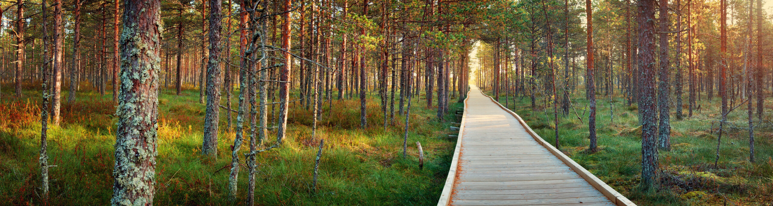 The bogs at national park in autumn. Wooden path in Estonia.