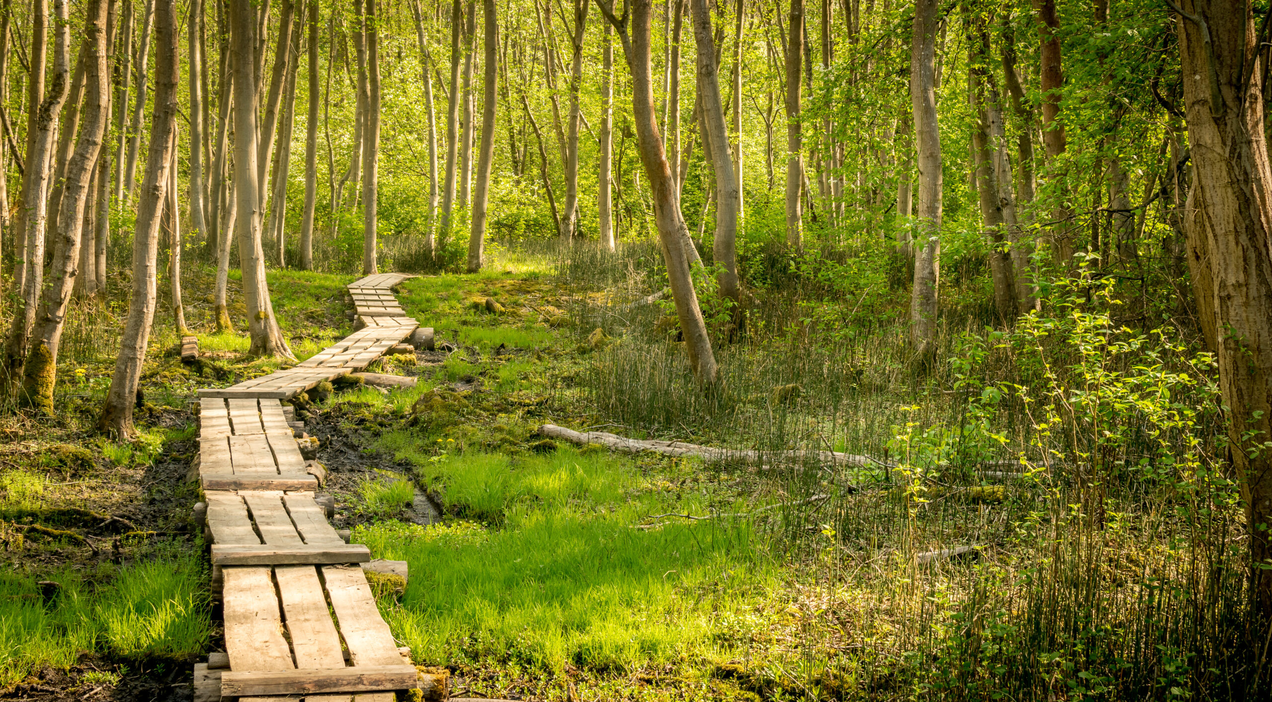Wooden boardwalk leading through a forest.